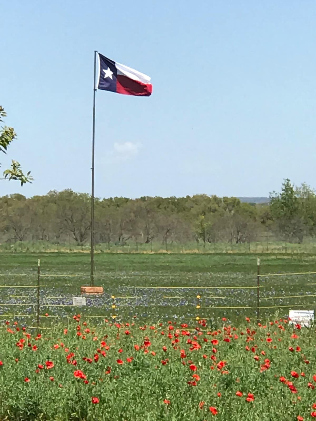 Enjoy the  Texas wildflowers in the Spring